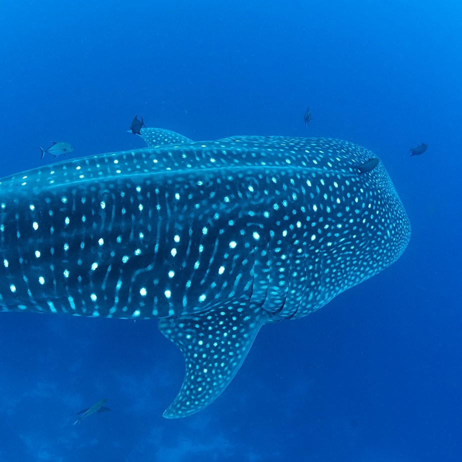Galapagos Whale Shark Project